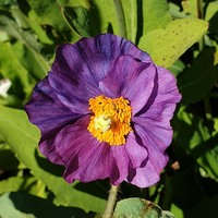 Meconopsis  'Strathspey'